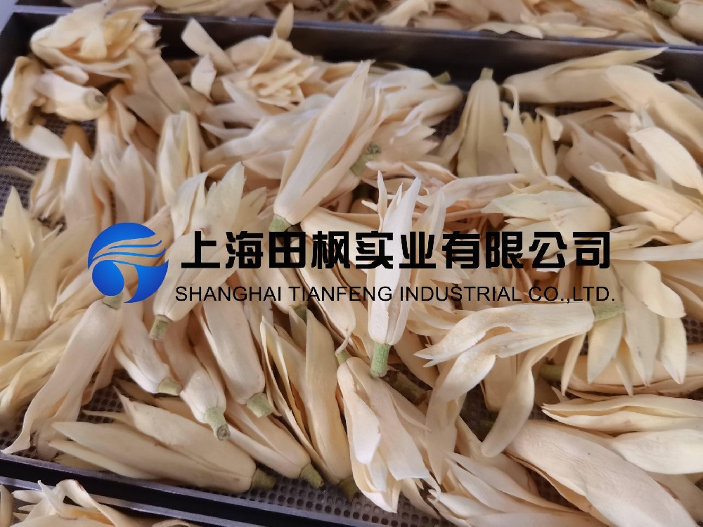 白玉蘭凍干，鮮花凍干機應(yīng)用于白玉蘭真空冷凍干燥